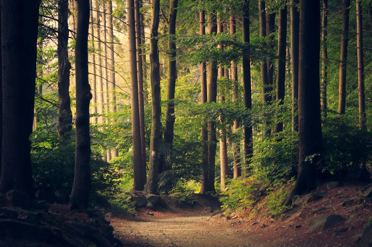 Plimbări în Natură